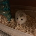 早急 ロボロフスキーハムスター(青年期)