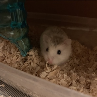 早急 ロボロフスキーハムスター(青年期)