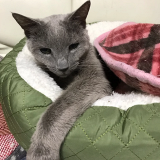 ロシアンブルーMIX　リップちゃん