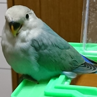 コザクラインコ中雛 ５羽     