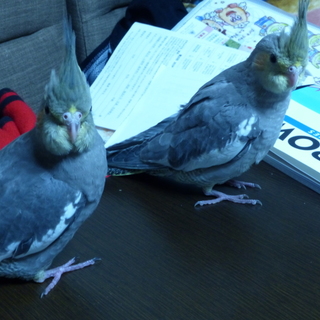 沢山の里親応募ありがとうございました。