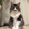 うめにゃんこ