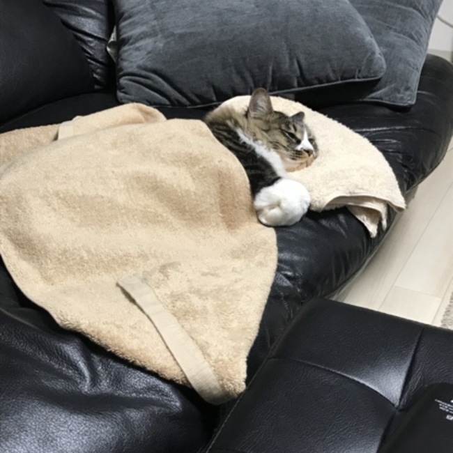 うめにゃんこのカバー写真