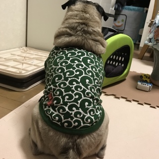 里親さん決定致しました