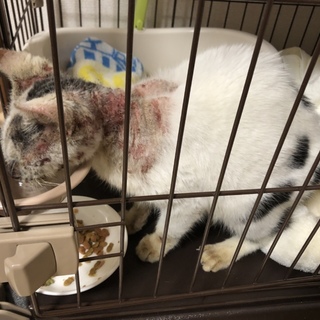 鳥に襲われていた黒白ちゃんです。お願いします。