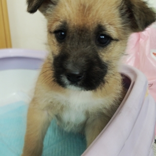 保健所からレスキューした子犬①