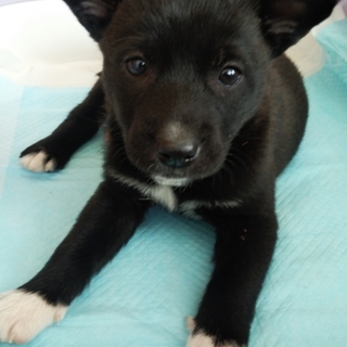 保健所からレスキューした子犬④