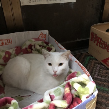 地域猫になったユキちゃんです