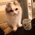 猫ちゃんの里親探してます。