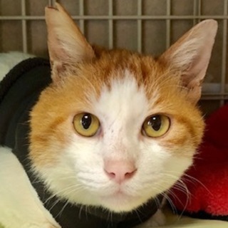 抱っこ大好きベタベタの甘えんぼ　大吉君