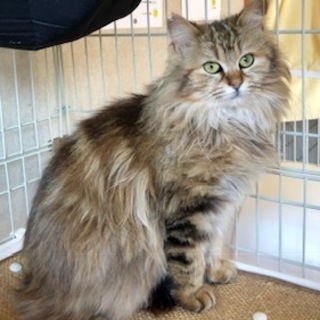 エレガントな長毛サビちゃん　ねねちゃん