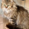 エレガントな長毛サビちゃん　ねねちゃん サムネイル3