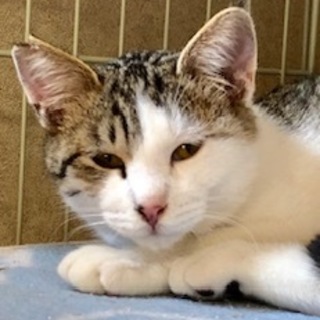 穏やかで ちょっとビビリな　秀吉君