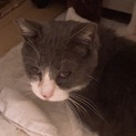 少し臆病だけど、甘えたいにゃん！
