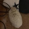 ハリネズミ～生後1年～ サムネイル5