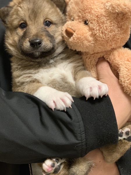 ぬいぐるみみたいな 男の 兵庫県 犬の里親募集 ペットのおうち 月間利用者150万人