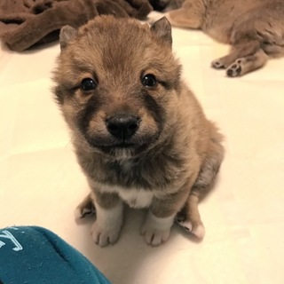 コロコロ 男の子 2ヶ月