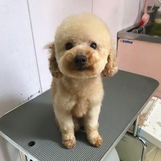 プードル　男の子　