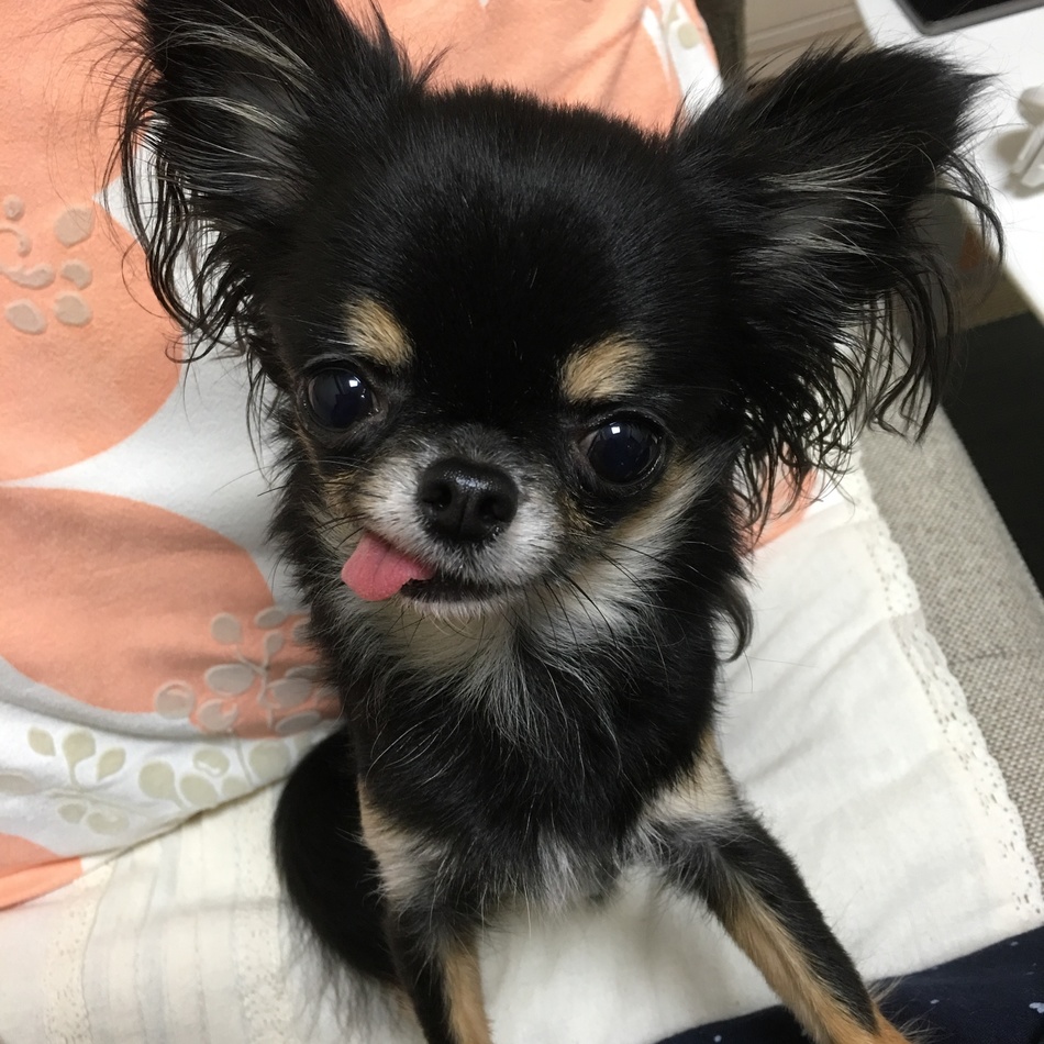 チワワの女の子のカバー写真