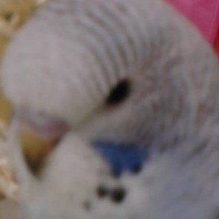 大型セキセイインコの里親さん探しています