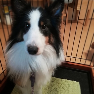 【ありがとうございました】大人しいシェルティ女の子