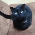 元気いっぱいの黒猫の男の子です！