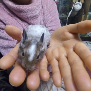 デグーの里親募集。1月13日生まれです。