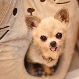 ちっちゃなタマちゃん