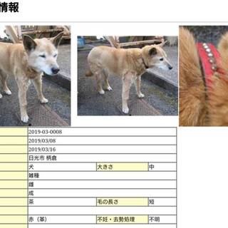 緊  赤い首輪の女の子 明日までです泣