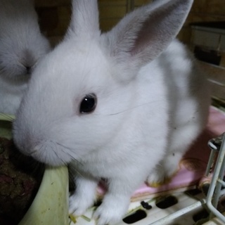 可愛い子ウサギ