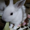 可愛い子ウサギ サムネイル1