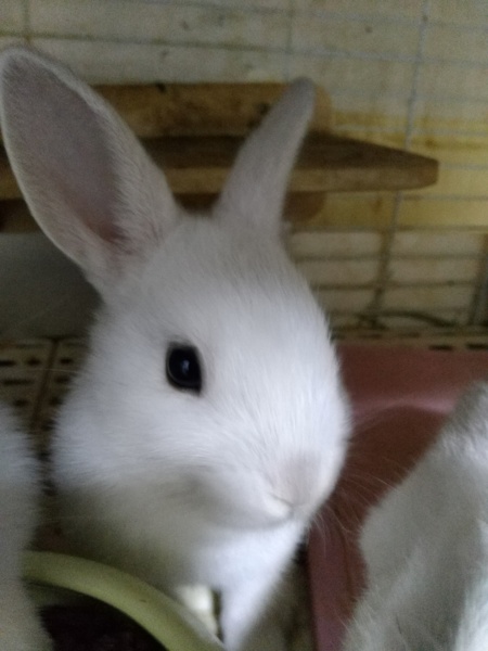 可愛い子ウサギ サムネイル2