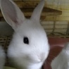 可愛い子ウサギ サムネイル2