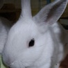 可愛い子ウサギ サムネイル3