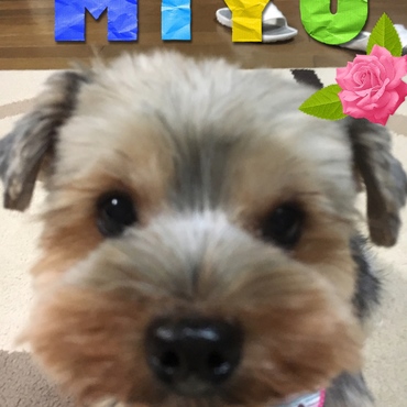 の写真