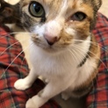 三毛のお母さんと子猫の家族を探しています