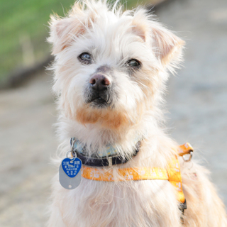 11〜12歳のテリアワンコのそらジロー