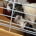 4匹の里親募集しています。