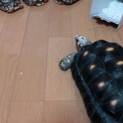 「東京 BLACK OUTからお迎え」サムネイル2