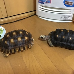 「お迎えしました。」サムネイル2