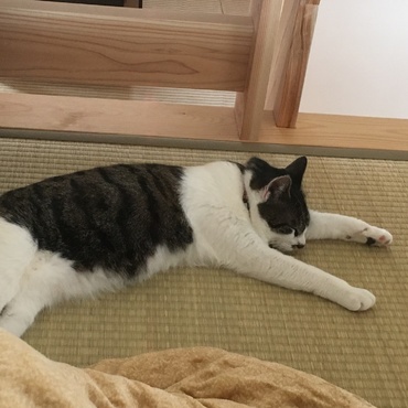 コタツで寝すぎました。アヂー(;´д｀)