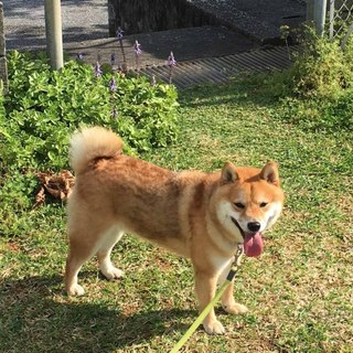 ２歳３カ月の柴犬♂の里親になってくれる方募集中