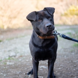 ラブラドールのクロちゃん