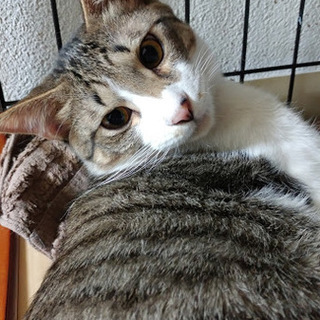 羽田で産まれたノラの子供　あぁちゃん