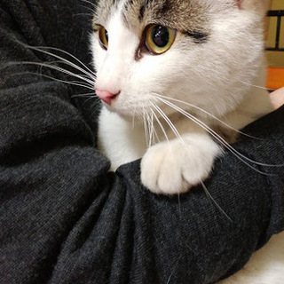 飼育環境悪化の為、里親募集します！！雑種のカブくん