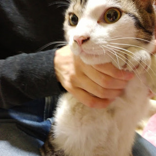 飼育環境悪化の為、里親募集します！！雑種のマルくん