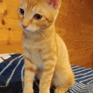 おっとり茶トラのハロ