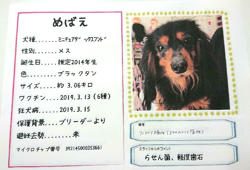めばえ テンション激高甘 東京都 犬の里親募集 ペットのおうち 月間利用者150万人