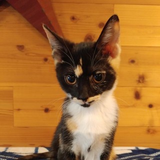 チャキチャキさび猫のくり