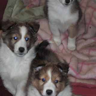 シェットランドシープドッグ　生後１２０日　　